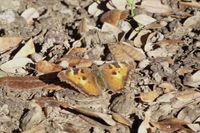 gbif image for Nymphalis californica