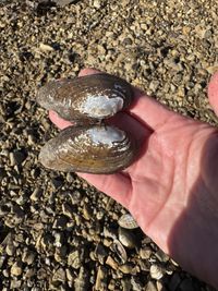 gbif image for Ptychobranchus fasciolaris