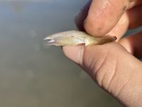 gbif image for Potamilus ohiensis