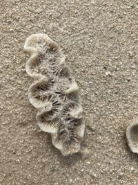 gbif image for Manicina areolata mayori