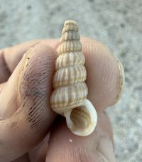 gbif image for Cerithidea scalariformis