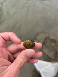 gbif image for Obliquaria reflexa