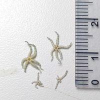 gbif image for Ophiactis brocki