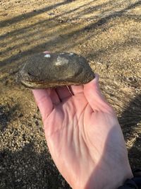 gbif image for Quadrula cylindrica strigillata