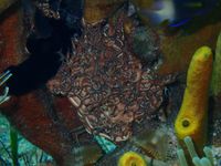 gbif image for Astrophyton muricatum