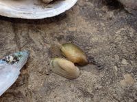 gbif image for Toxolasma parvus