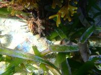 gbif image for Eucidaris tribuloides