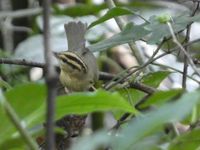 gbif image for Helmitheros vermivorus