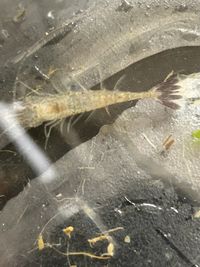 gbif image for Crangon septemspinosa