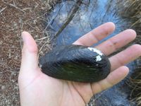 gbif image for Uniomerus tetralasmus