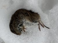 gbif image for Microtus pennsylvanicus