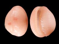 gbif image for Trivia quadripunctata