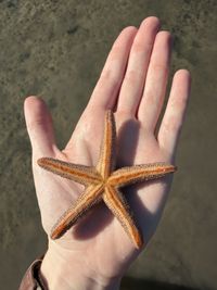 gbif image for Echinaster sentus