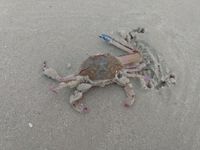 gbif image for Portunus gibbesii