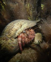 gbif image for Dardanus venosus