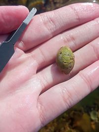 gbif image for Cypraea cinerea