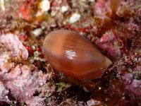 gbif image for Cypraea Cypraea spurca