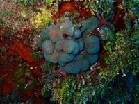 gbif image for Madracis decactis