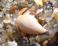 gbif image for Nuculana acuta