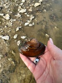 gbif image for Cyrtonaias tampicoensis