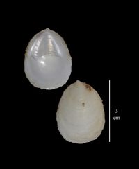 gbif image for Crepidula plana