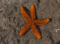 gbif image for Echinaster brasiliensis