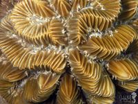 gbif image for Meandrina meandrites