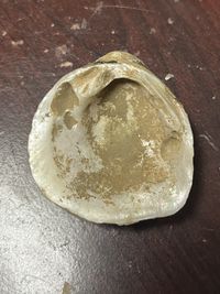 gbif image for Fusconaia cerina