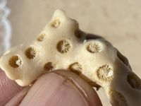 gbif image for Oculina diffusa