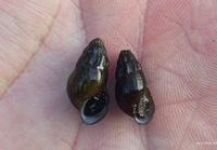 gbif image for Elimia laqueata