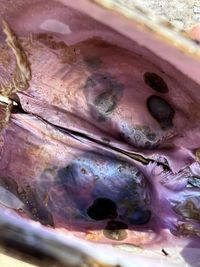 gbif image for Potamilus purpuratus