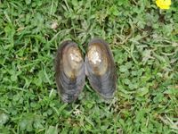 gbif image for Echyridella menziesii