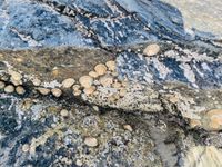 gbif image for Patella granularis