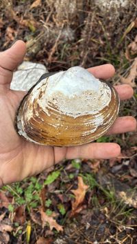 gbif image for Lampsilis ovata