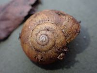 gbif image for Mesomphix capnodes