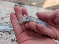 gbif image for Lolliguncula brevis