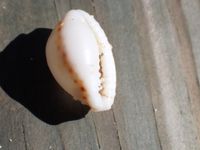 gbif image for Cypraea spurca acicularis