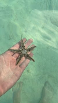 gbif image for Astropecten duplicatus