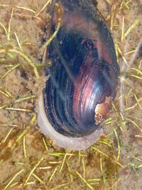 gbif image for Diplodon chilensis