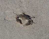 gbif image for Rhithropanopeus harrisii