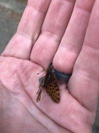 gbif image for Boloria bellona