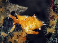 gbif image for Macrocoeloma Macrocoeloma trispinosum