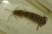 gbif image for Squilla empusa