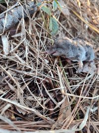 gbif image for Blarina carolinensis