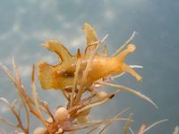 gbif image for Scyllaea pelagica