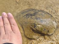 gbif image for Cristaria plicata