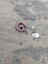 gbif image for Sipunculus nudus