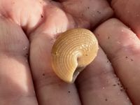 gbif image for Calliostoma euglyptum