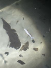 gbif image for Penaeus setiferus