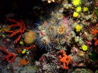 gbif image for Phyllangia americana